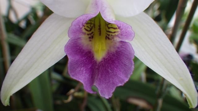 L.anceps coerulea ×3'