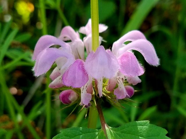 野の花