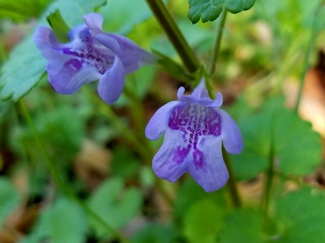 野の花