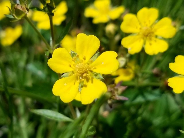 野の花