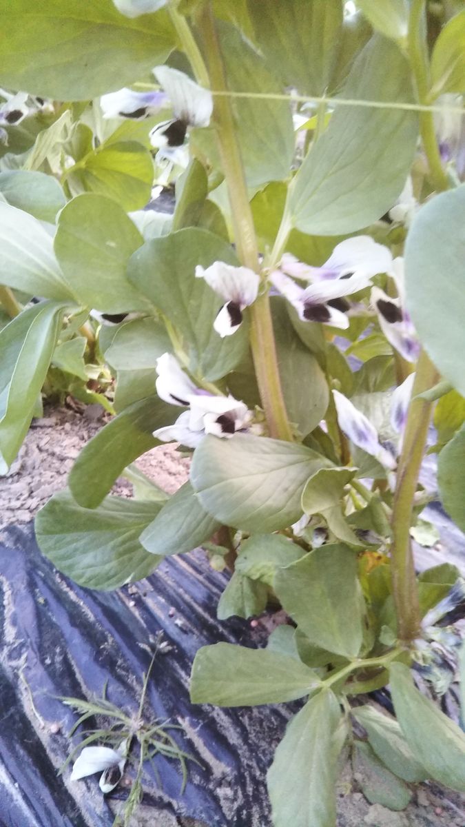 初夏の味覚　そら豆の花