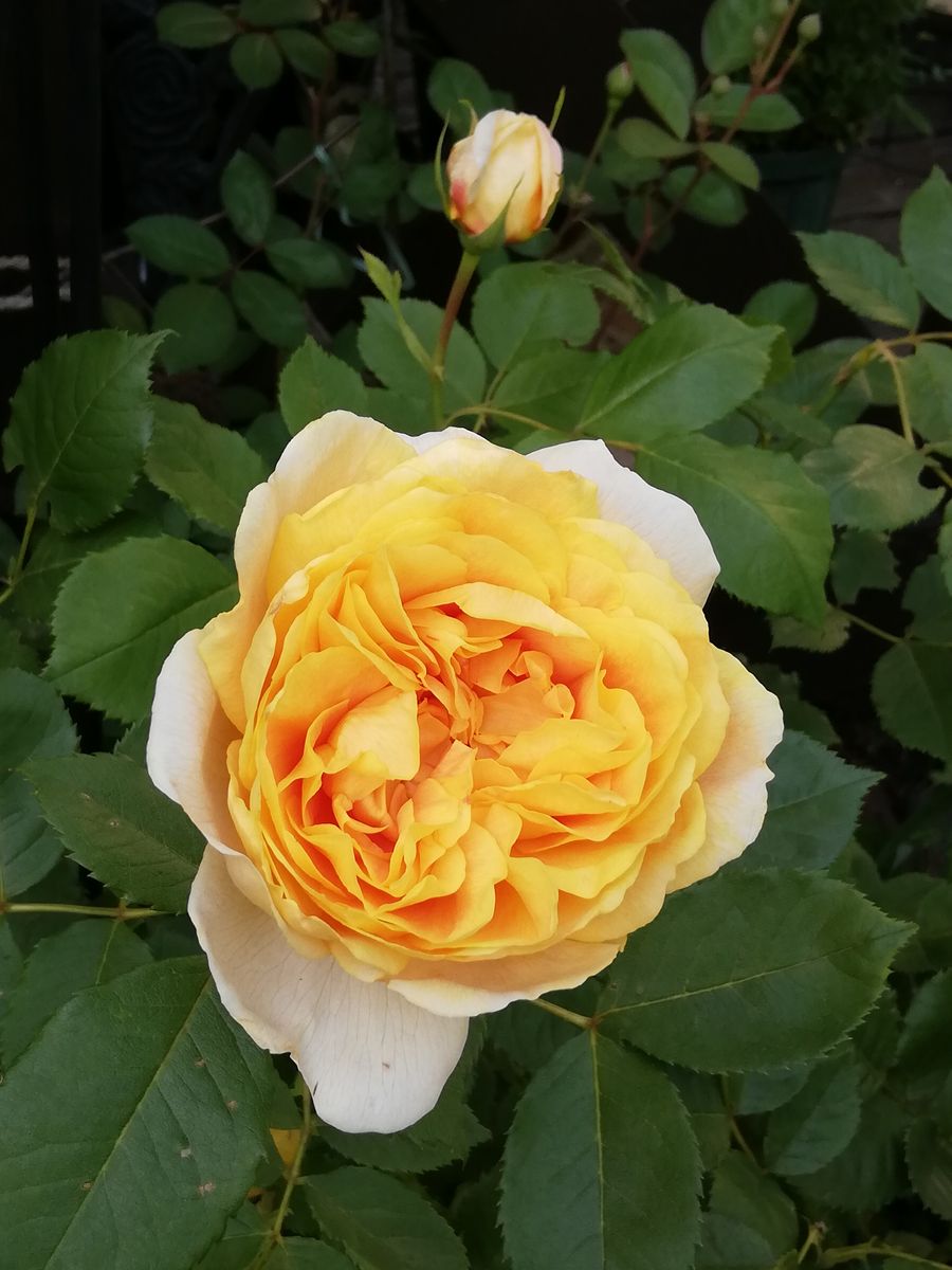 気持ち良い朝の花✨〜その２