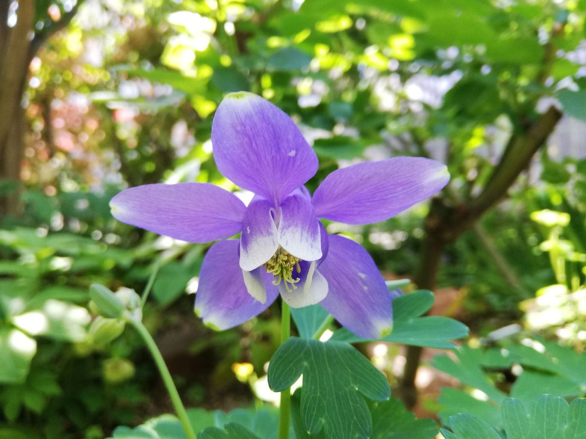 気持ち良い朝の花✨〜その２