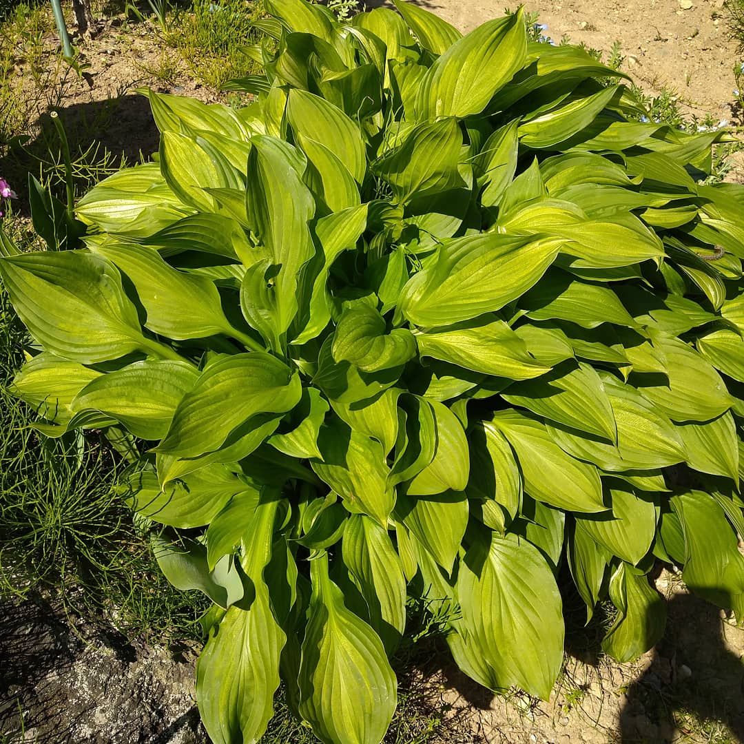 えみ子さんのギボウシ🌿