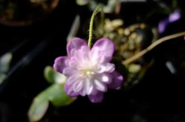 開花していた花達２