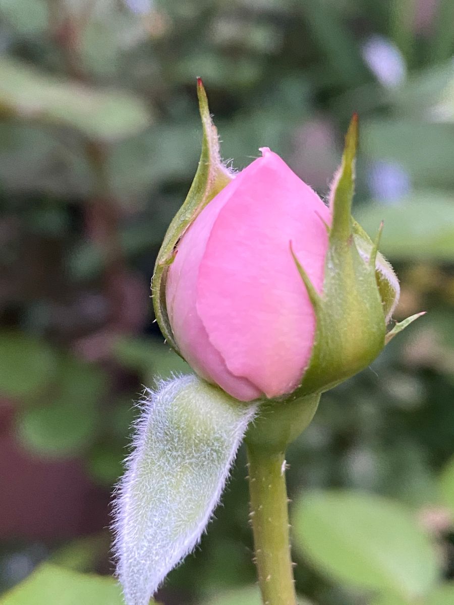 開花が待ち遠しい🌹