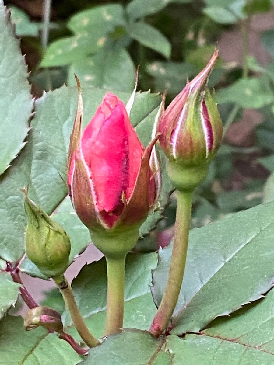 開花が待ち遠しい🌹