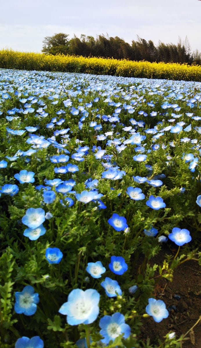 鼻高花の丘のネモフィラ