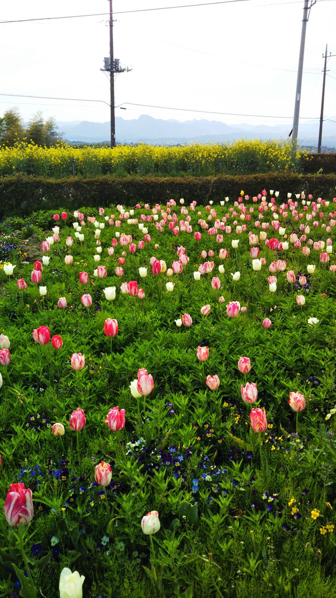 鼻高花の丘のネモフィラ