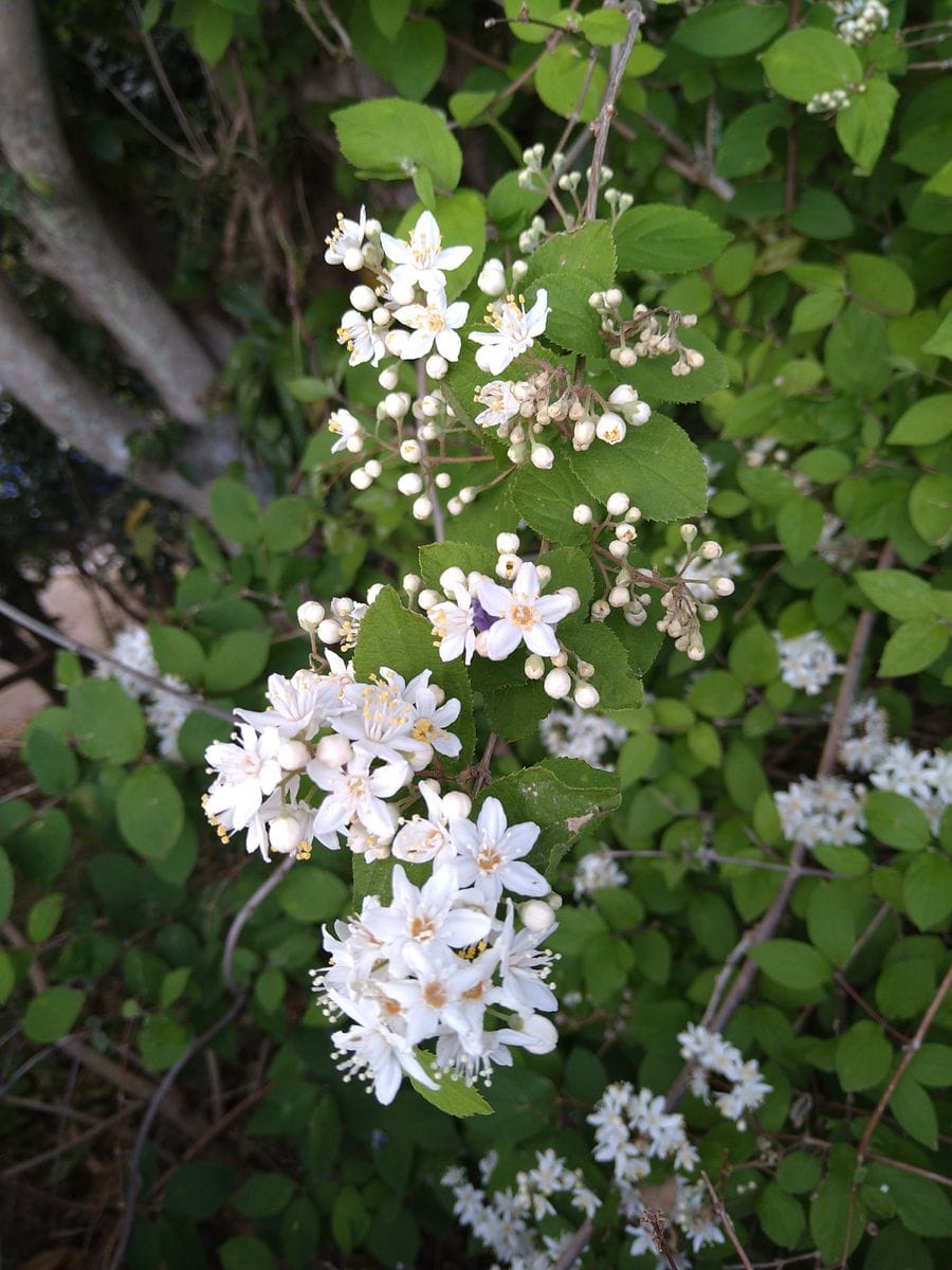 ☆今日出会った植物さん〜☆彡