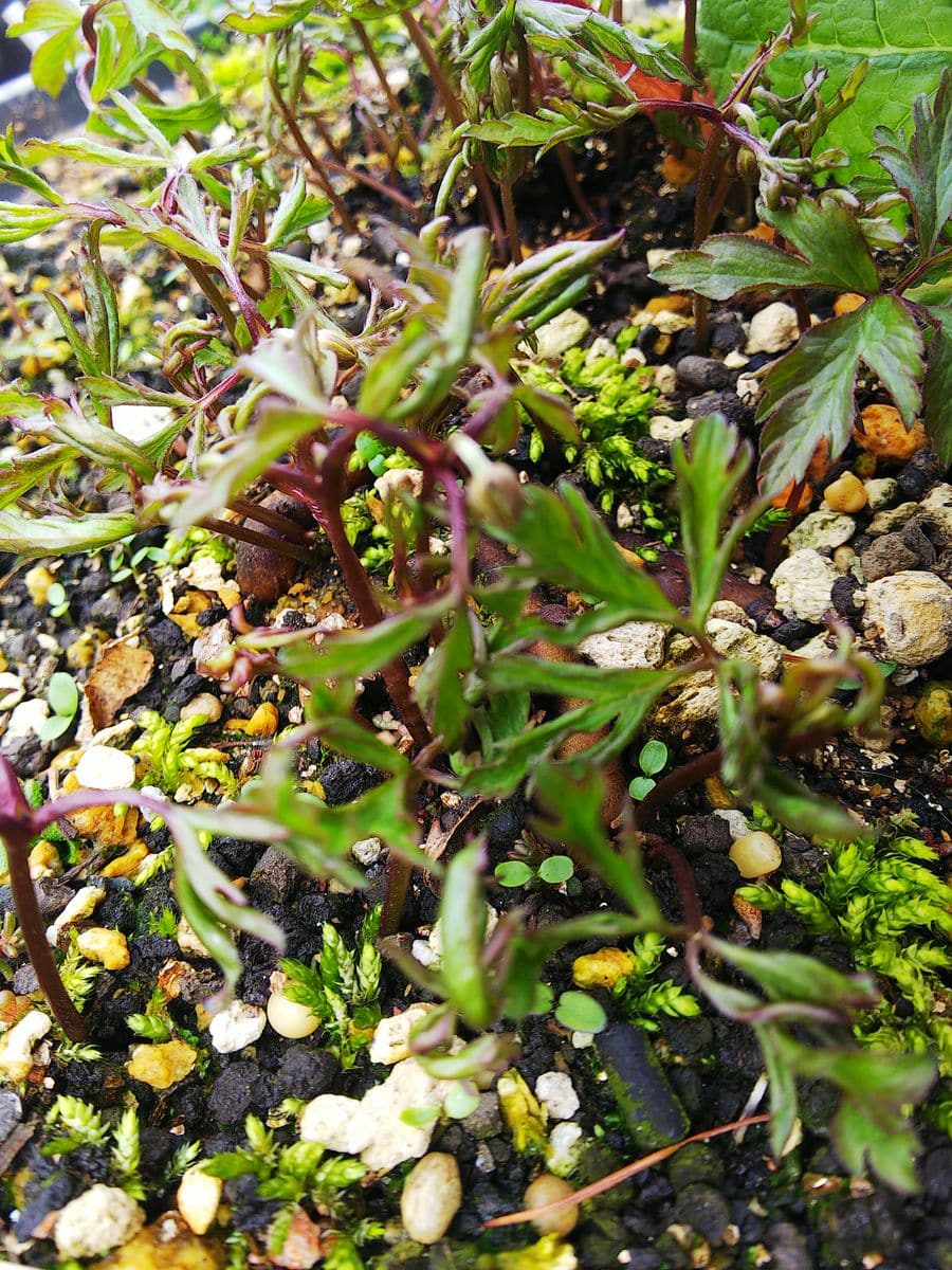 ハルオコシ、アネモネ・ネモローサの新芽🌿