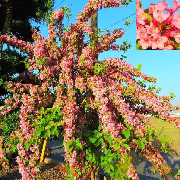 散歩道の花～花木