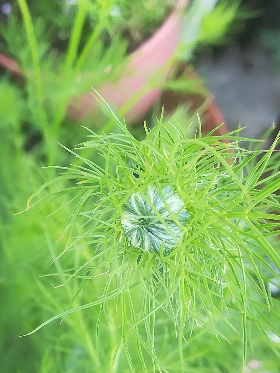 我が家の花🌼芽＆蕾編19