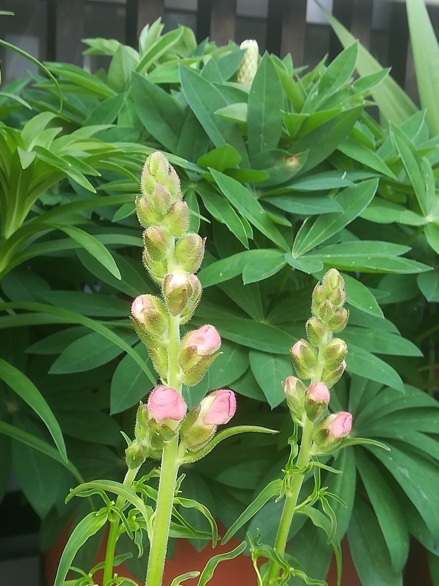 我が家の花🌼芽＆蕾編19