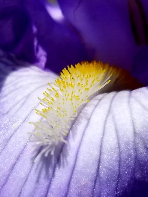 いずれ菖蒲（アヤメ）か杜若（カキツバタ）