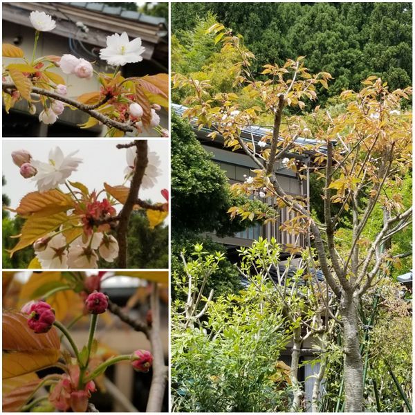 朝晩は肌寒く花の開花は緩く～