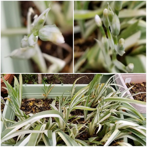 朝晩は肌寒く花の開花は緩く～