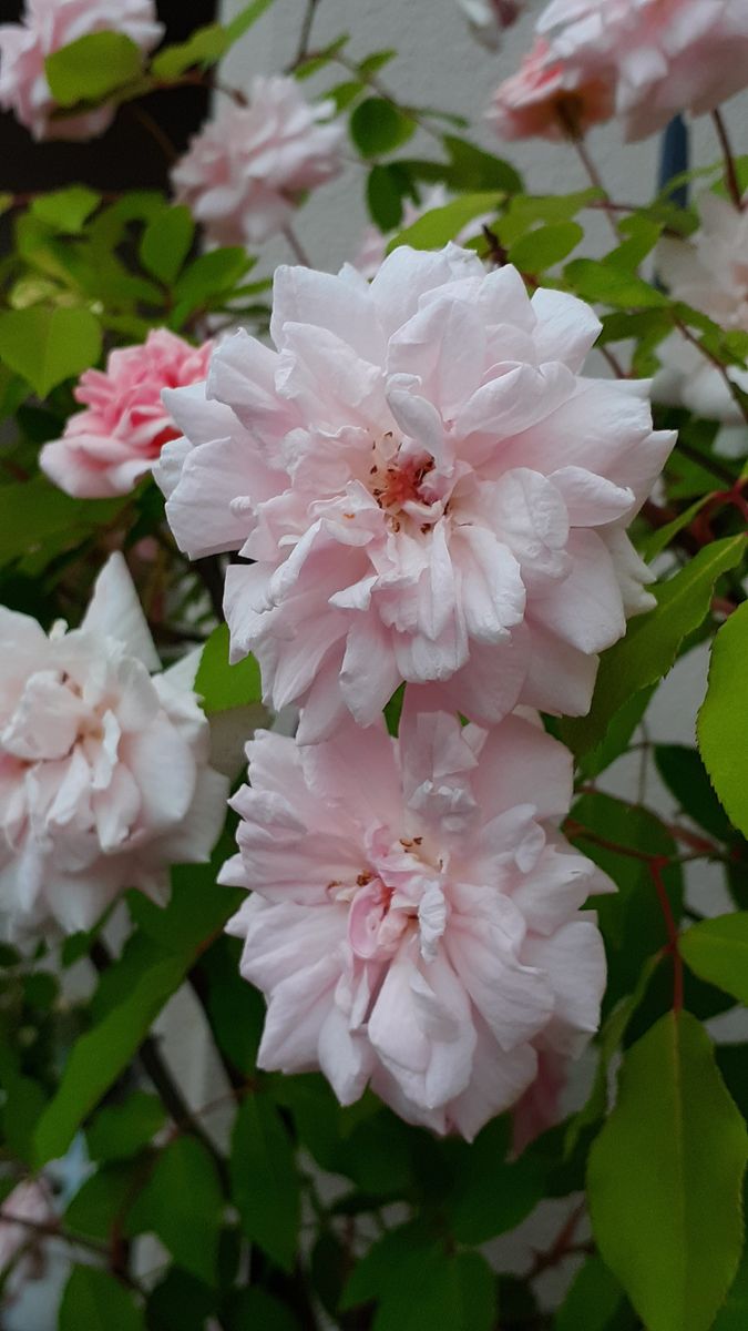 ふくおかルーバルガーデン5～春の🌸🌹🌿庭たより…緋色合歓木の赤い花びらが開花～💕