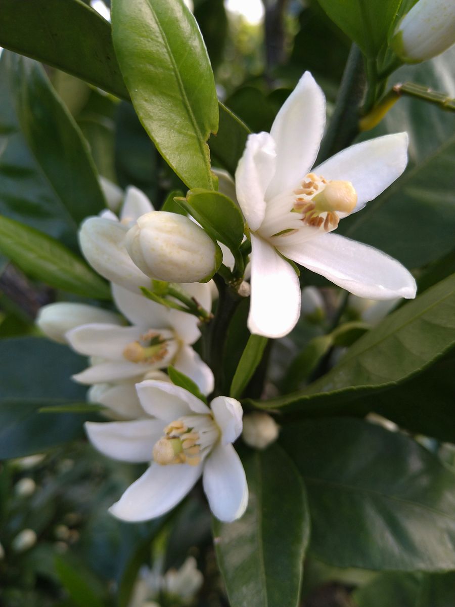 ☆今日出会った植物さん〜☆彡