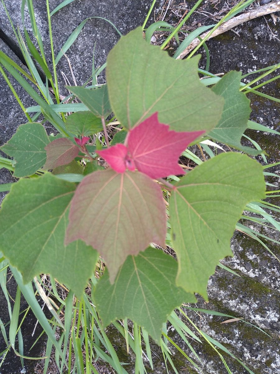 ☆今日出会った植物さん〜☆彡