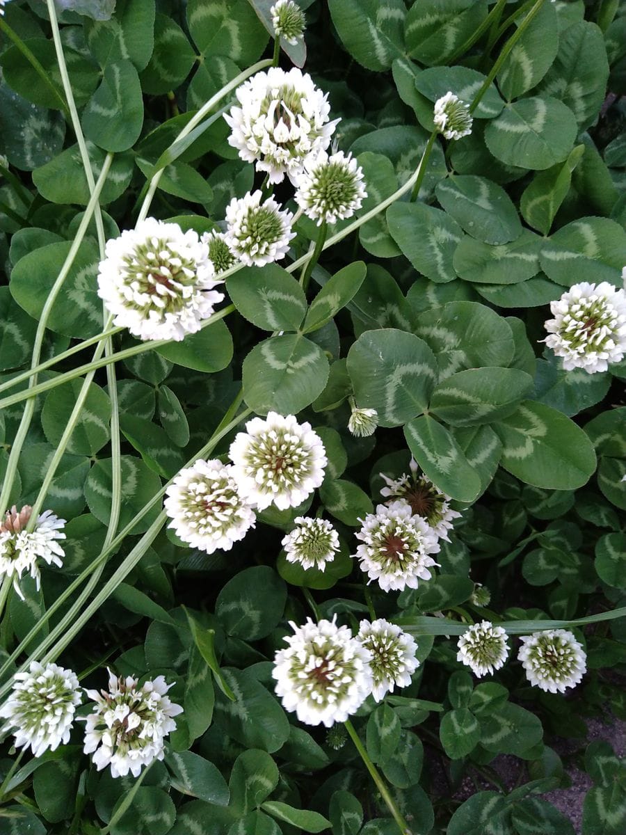 ☆今日出会った植物さん〜☆彡