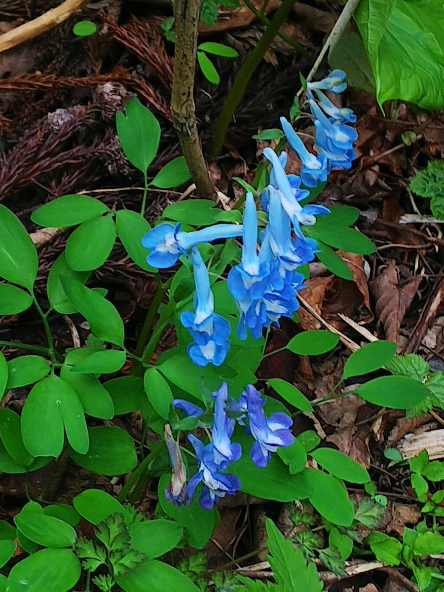 函館山の山野草②