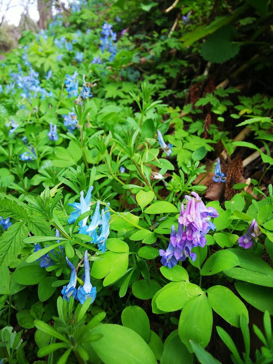 函館山の山野草②