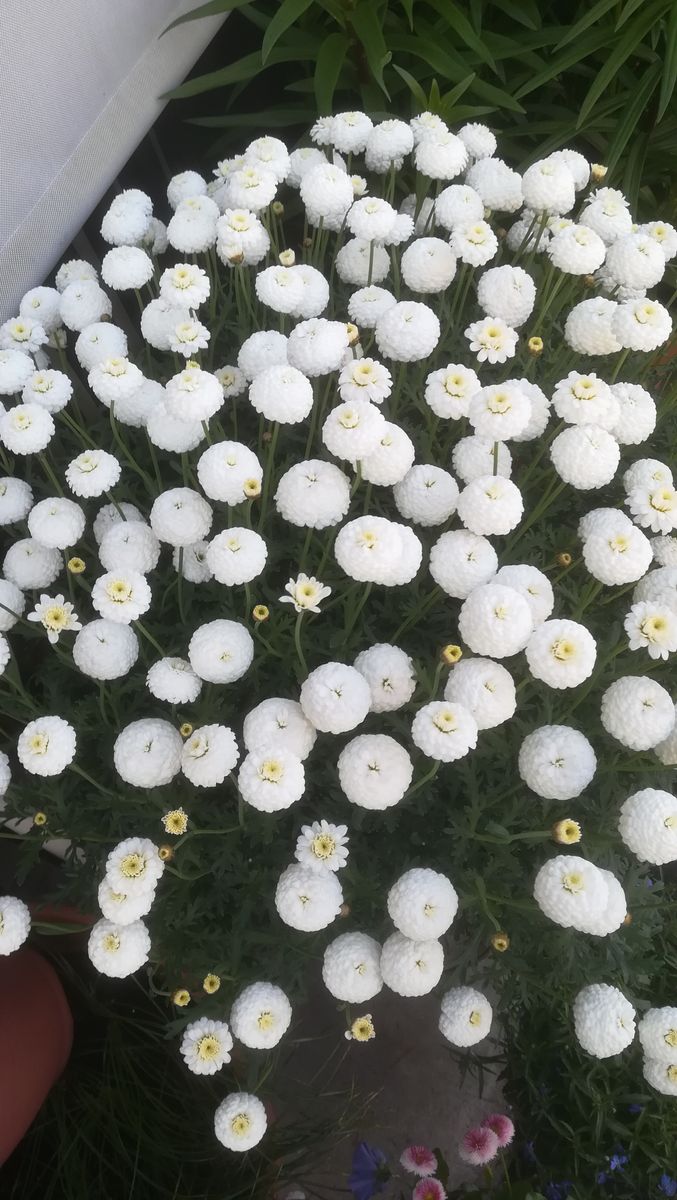 マーガレット🌼ﾏﾙｺﾛｯｼ🌼開花中③