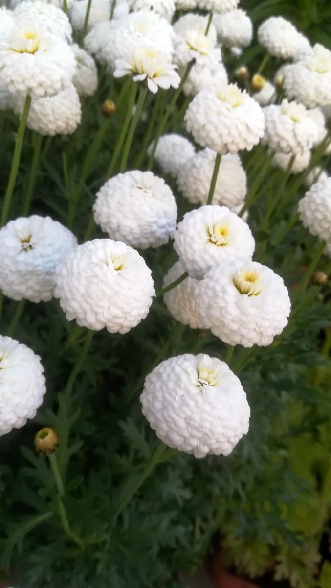 マーガレット🌼ﾏﾙｺﾛｯｼ🌼開花中③