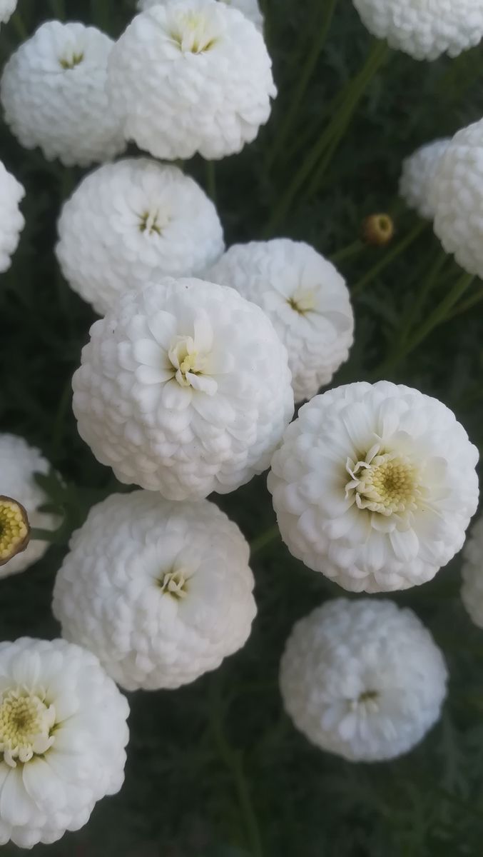 マーガレット🌼ﾏﾙｺﾛｯｼ🌼開花中③