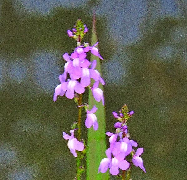 散歩道の花～