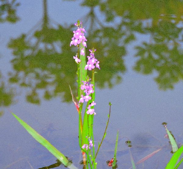 散歩道の花～