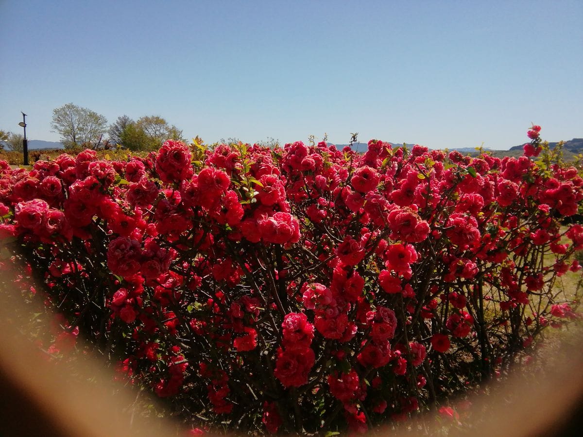 日本ボケ公園