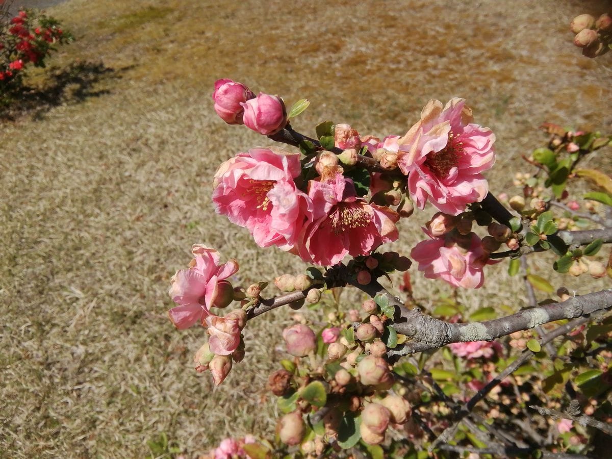 日本ボケ公園