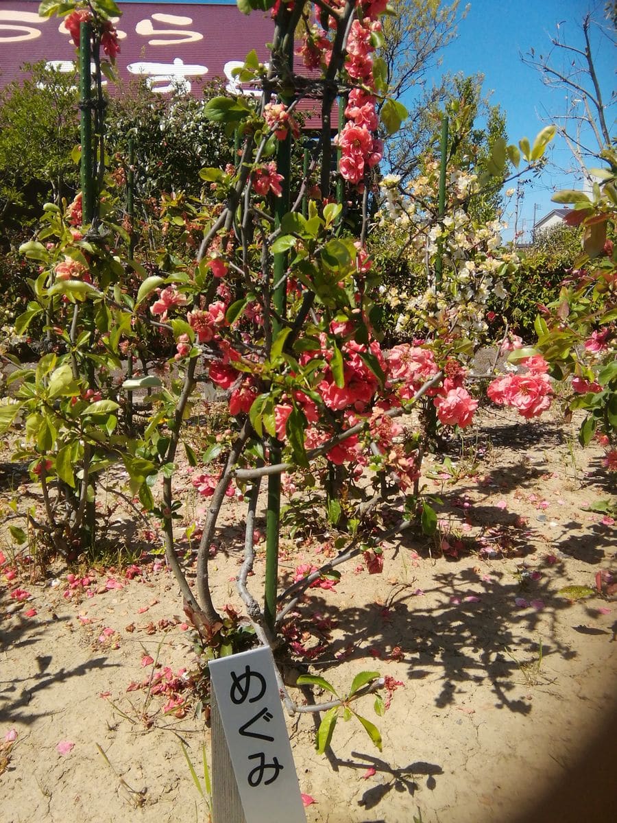 日本ボケ公園