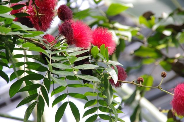 昨日の温室の花