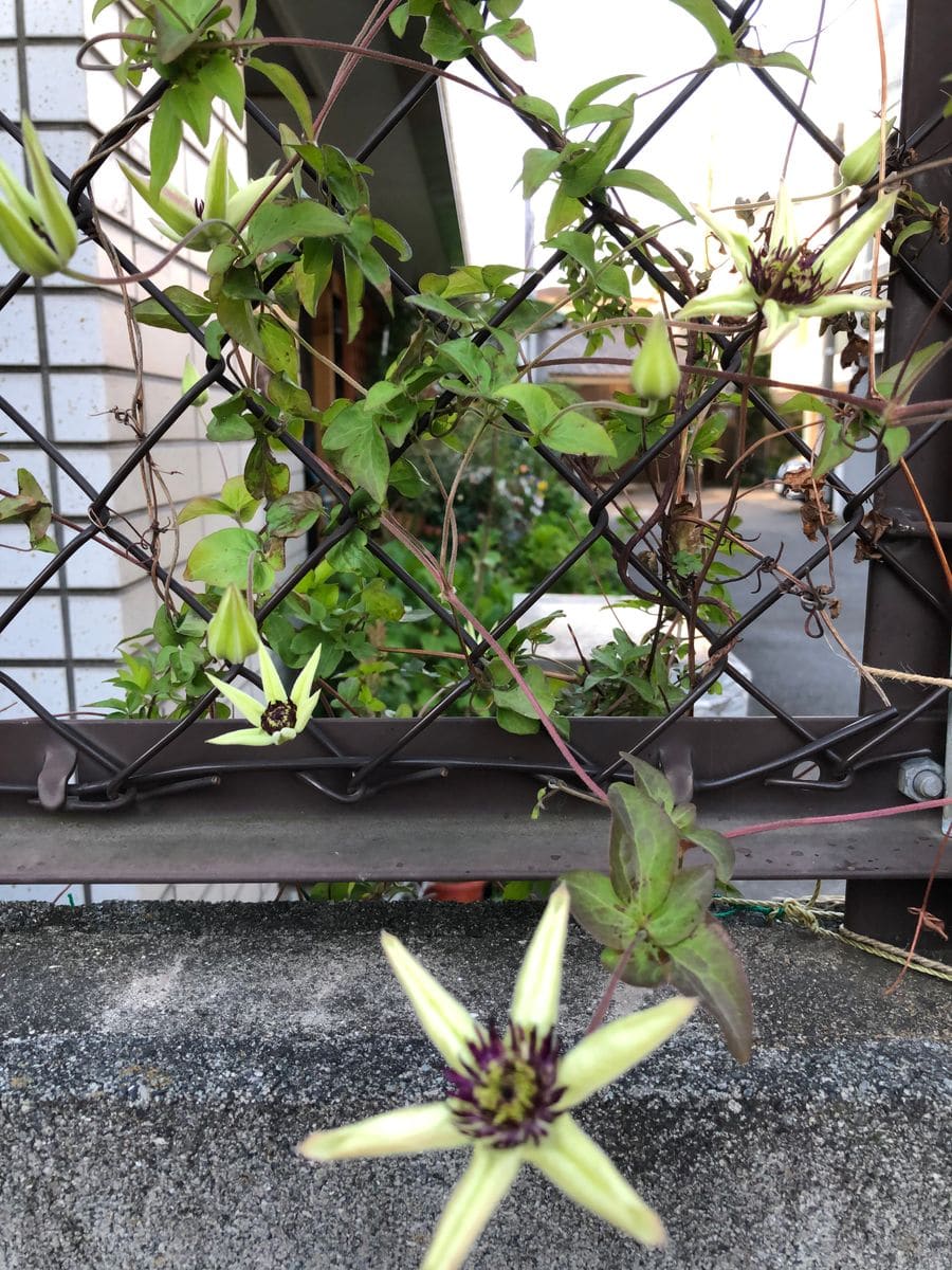 寄せ植え