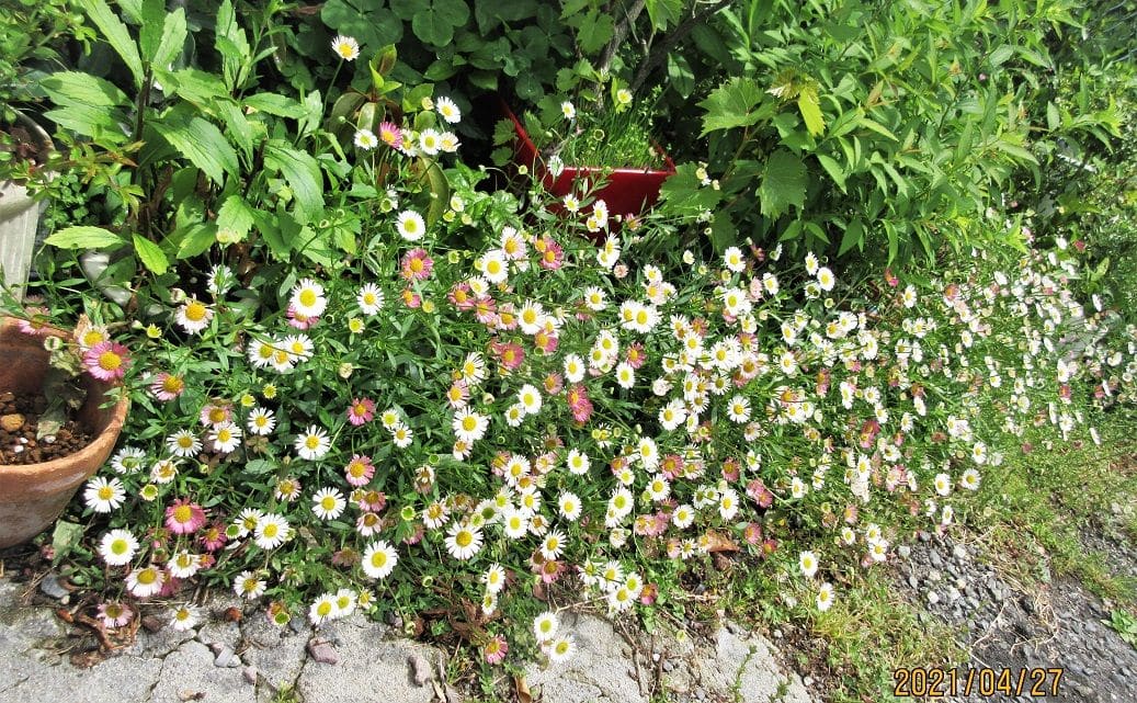 別名？を調べてみた『源平小菊』