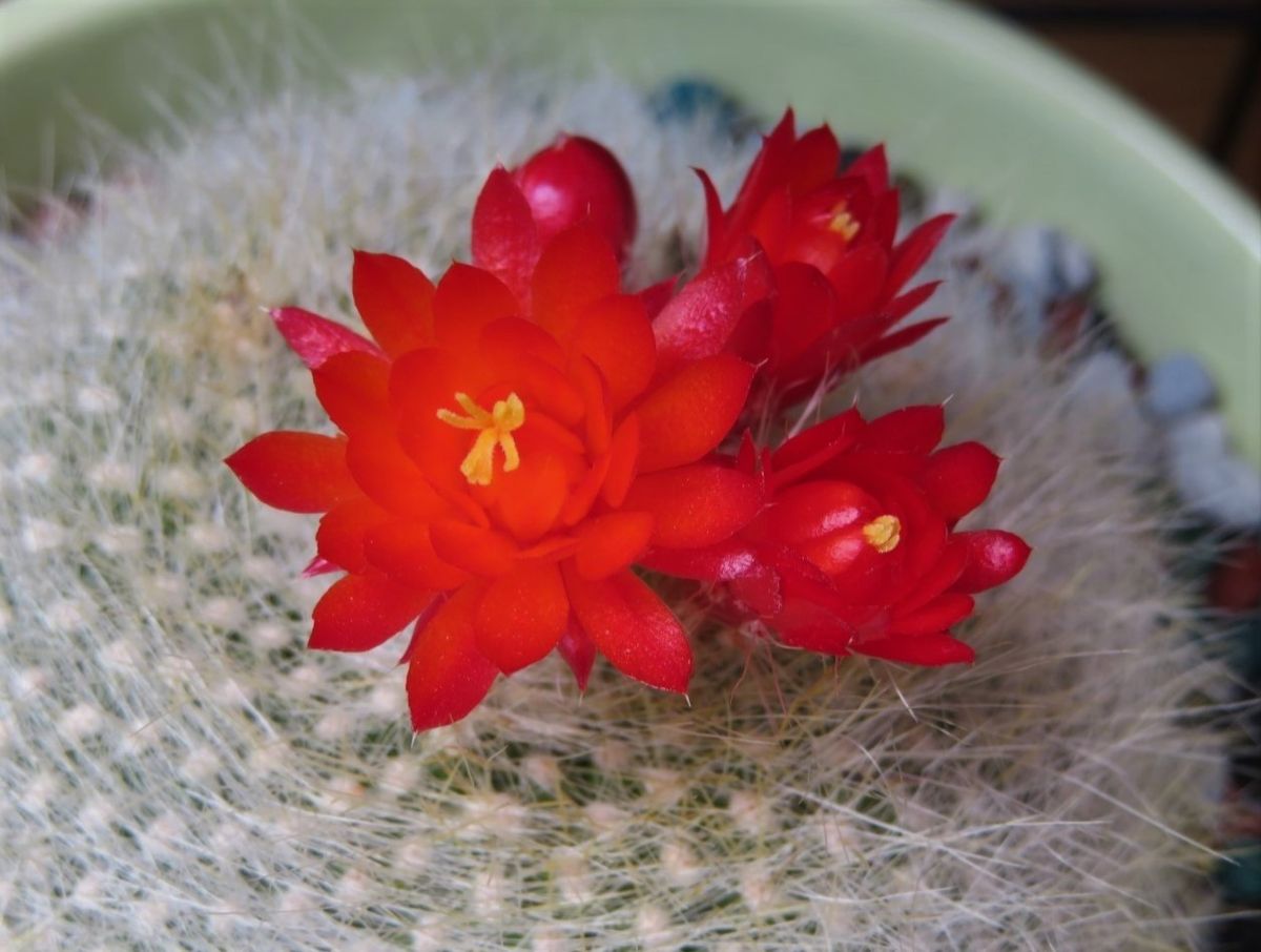 🌵サボテンの花🌵その３