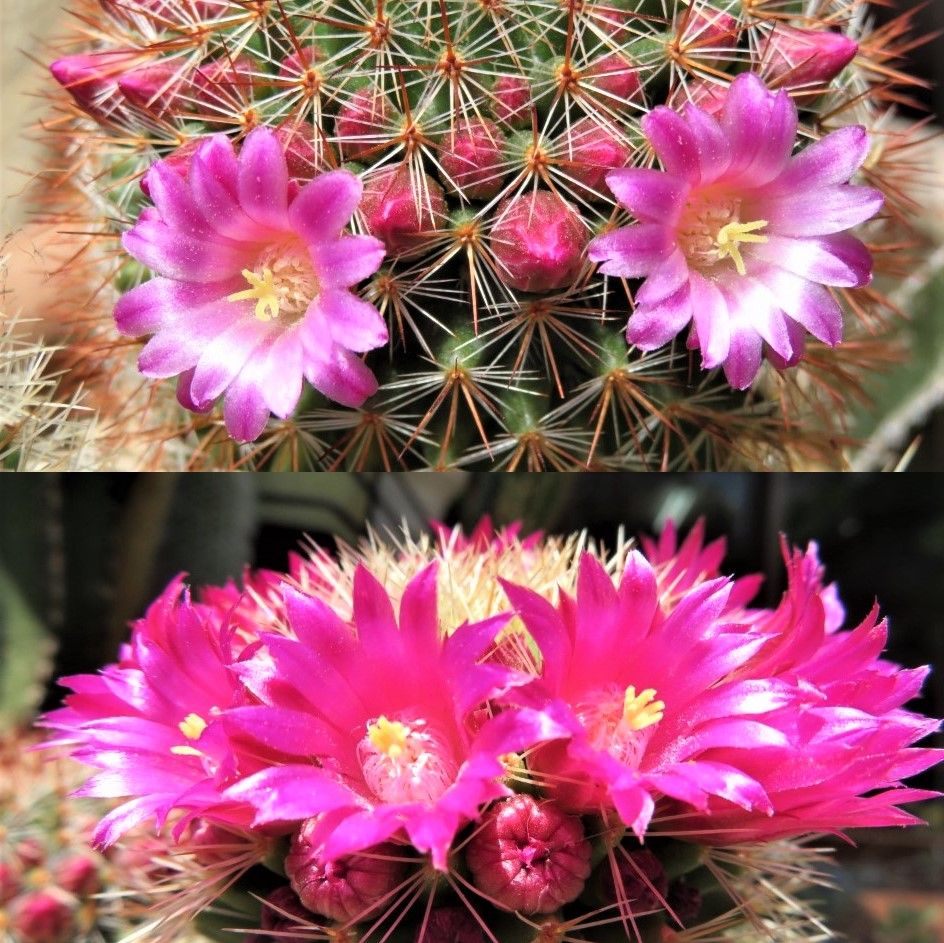 🌵サボテンの花🌵その３