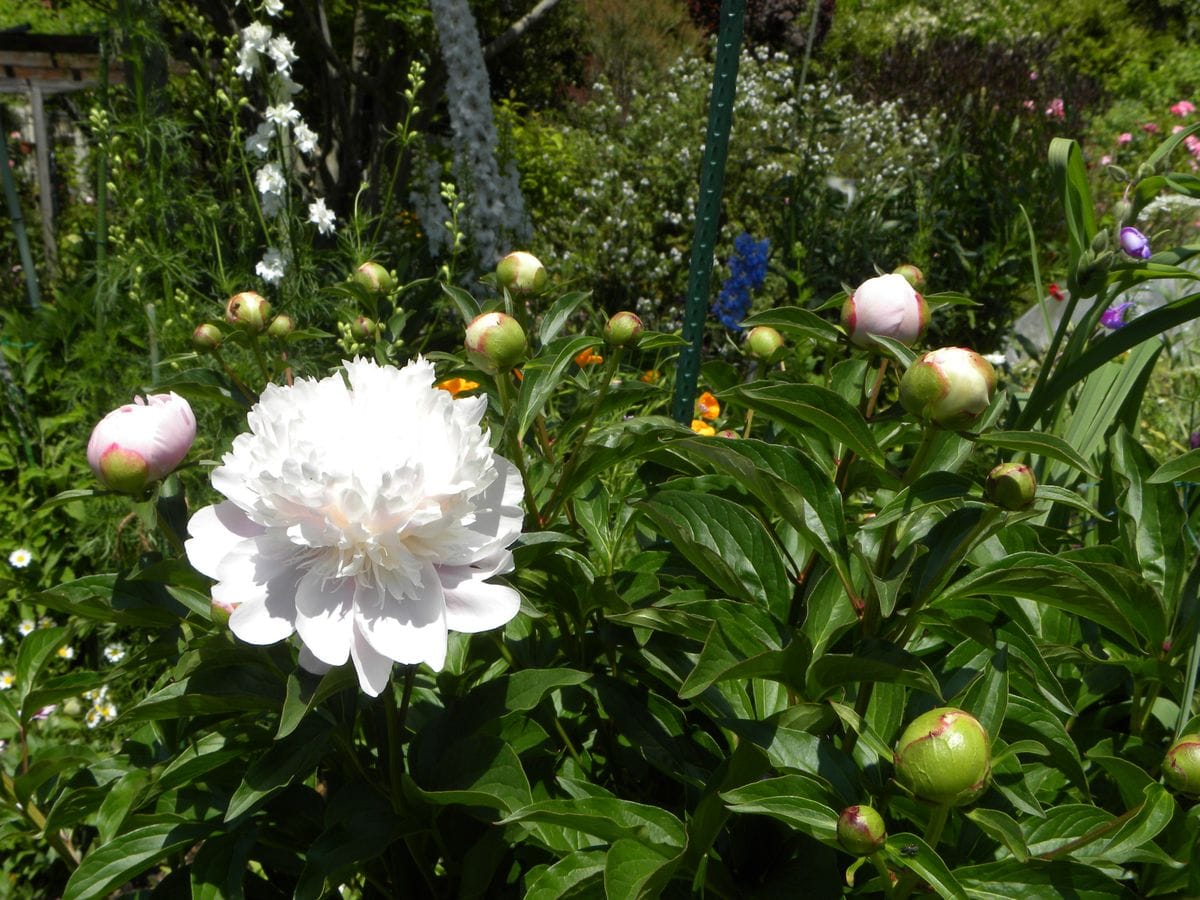 シャクヤクの花豪華・・・・