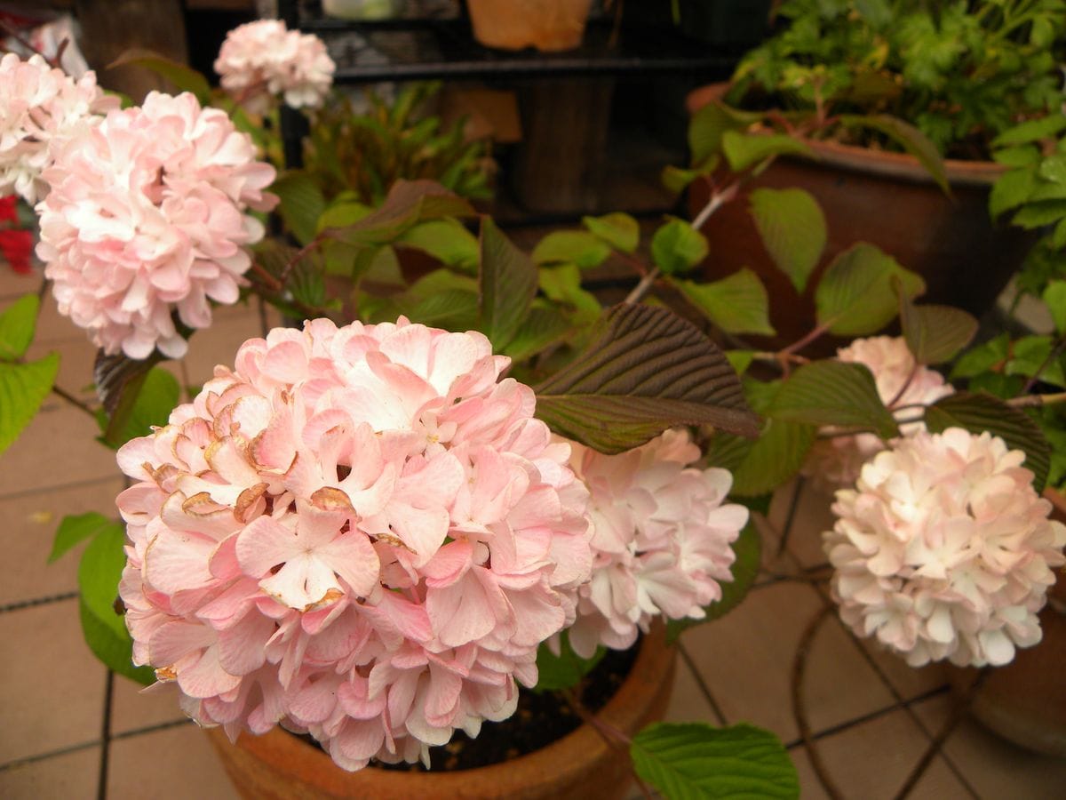 シャクヤクの花豪華・・・・