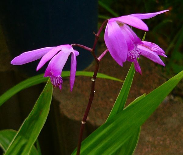 オールドカメラで花を撮る。～LUMIX DMC-FZ10