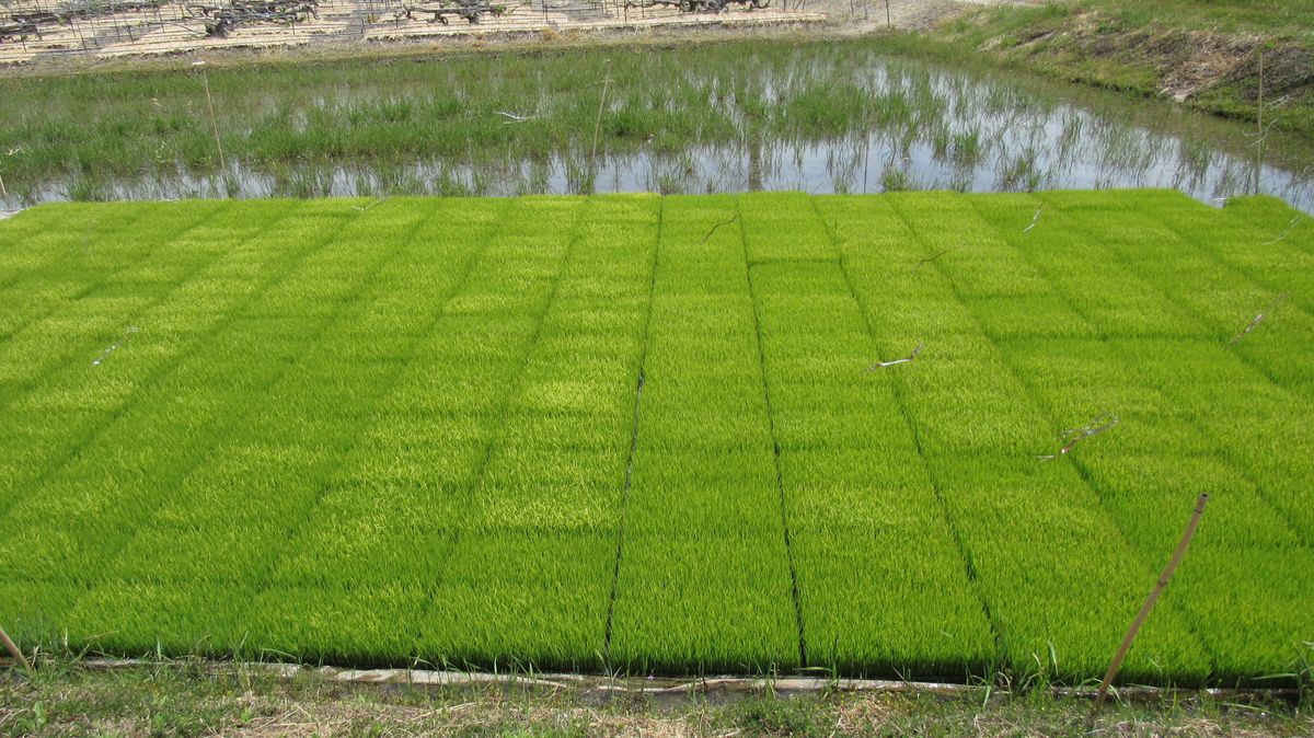 晩春の野山-田植え直前の苗床