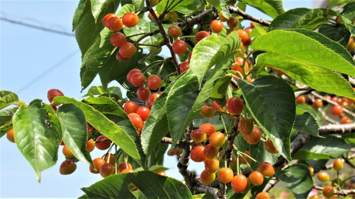 🍒散歩道沿いのサクランボ色々🍒