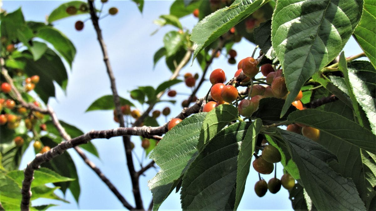 🍒散歩道沿いのサクランボ色々🍒