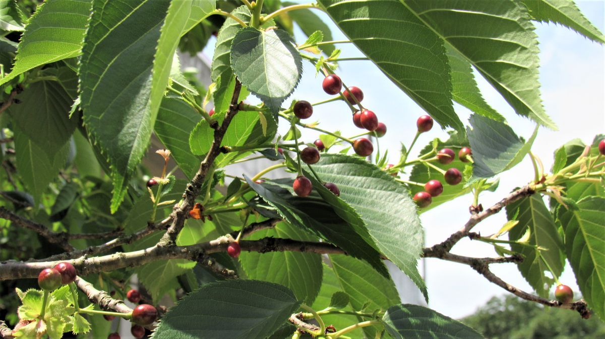 🍒散歩道沿いのサクランボ色々🍒