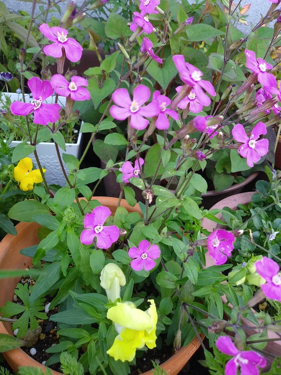 種まきっこ達開花しました😄✨