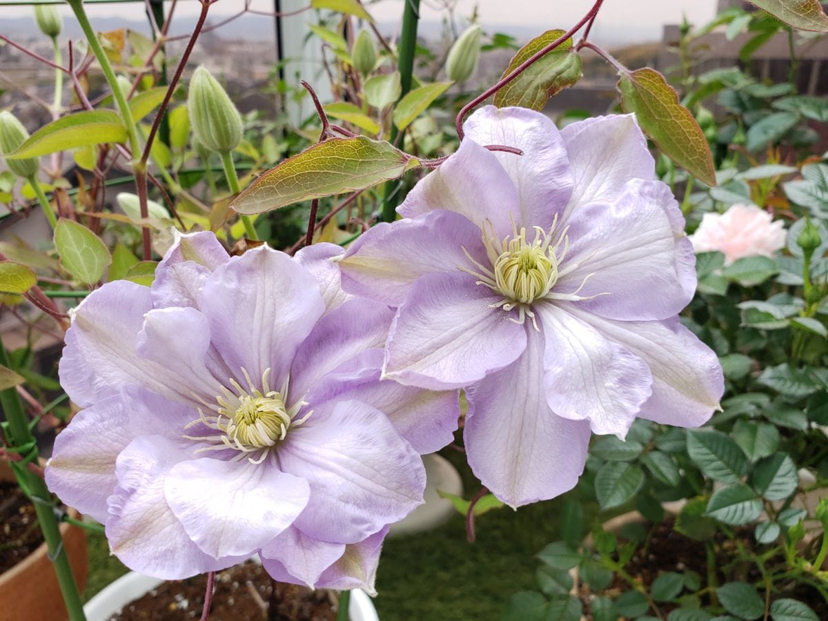 春の花、後半へつづく～😃🎵