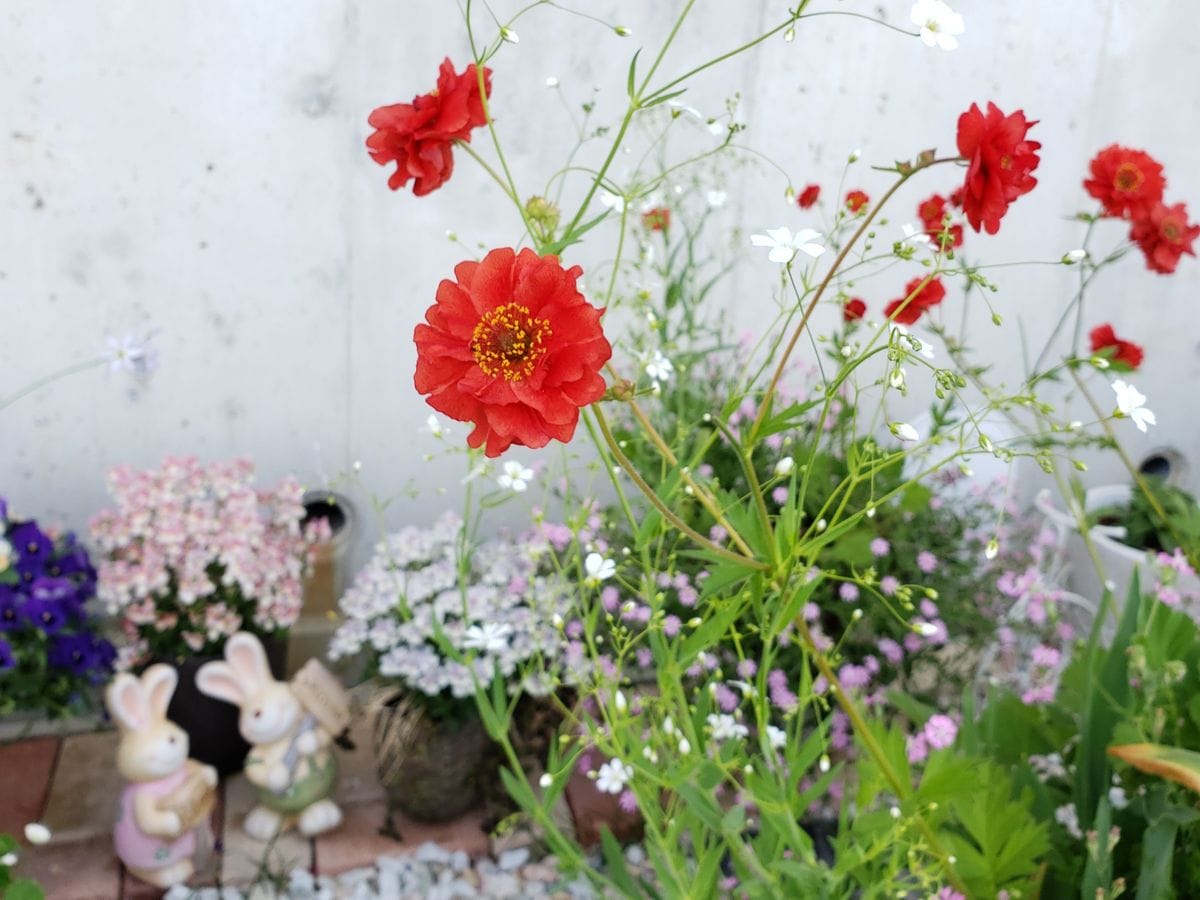 春の花、後半へつづく～😃🎵